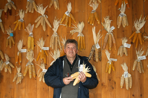 Collection d'épis de variétés de maïs de pays