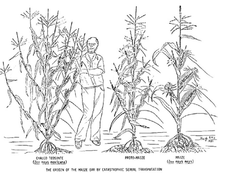 dessin montrant l'évolution de la structure de la plante de la téosinte au maïs actuel