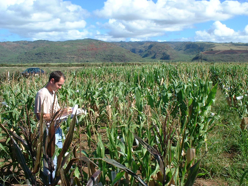 Sélectionneur dans un champ de sélection de maïs